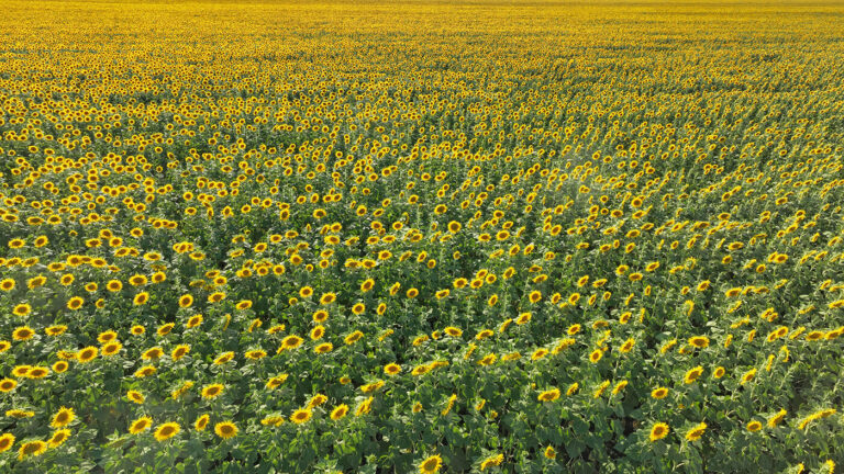 Growing Degree Days: What is it and why it matters in sustainable farming