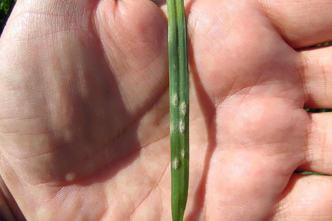 Early detection during scouting protocols