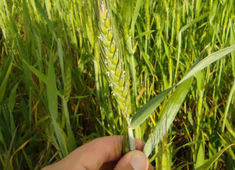 Optimizing Crop Treatment: A Comprehensive Scouting Protocol