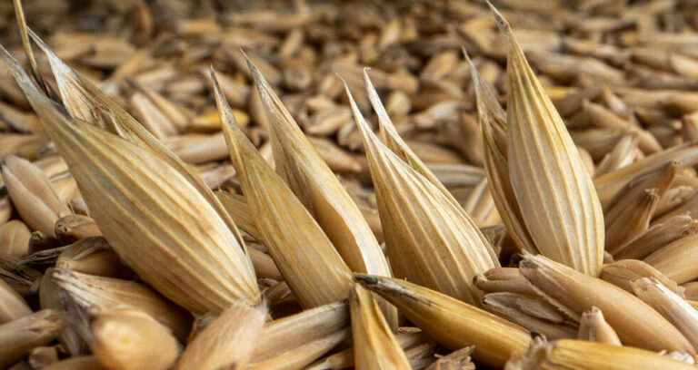 Gluten-Free Farming: A Tale of Vision and Innovation