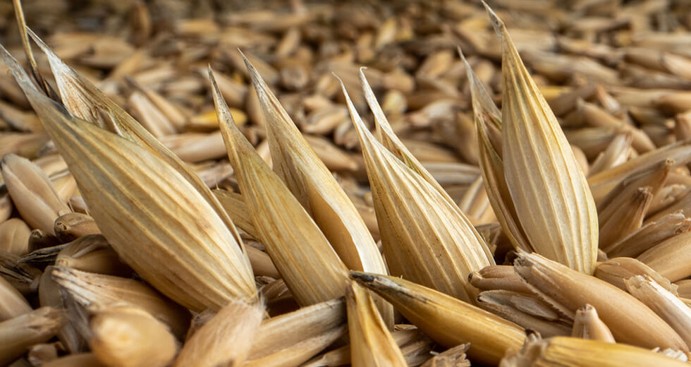 Gluten-Free Farming: A Tale of Vision and Innovation