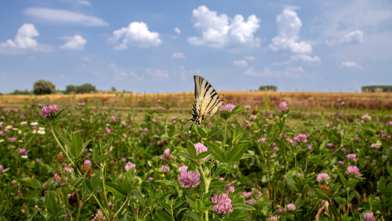 Green Claims Directive: An end to a greenwashing era?