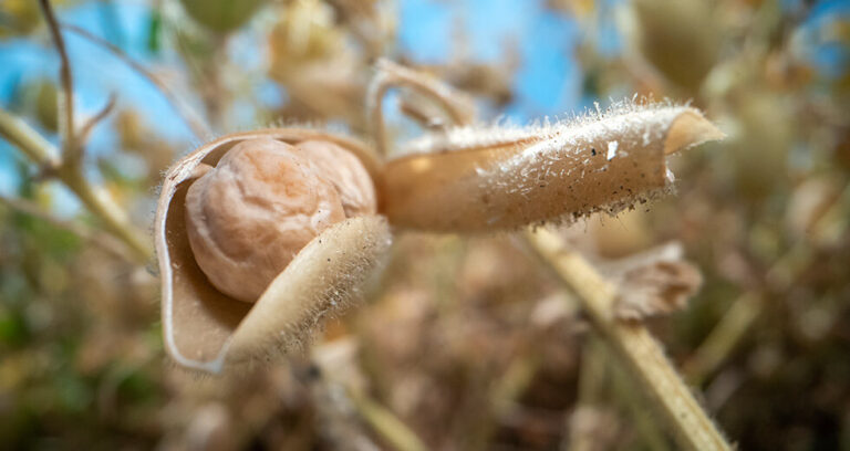 Cultivating the Future: The Science and Success of Chickpea Inoculation