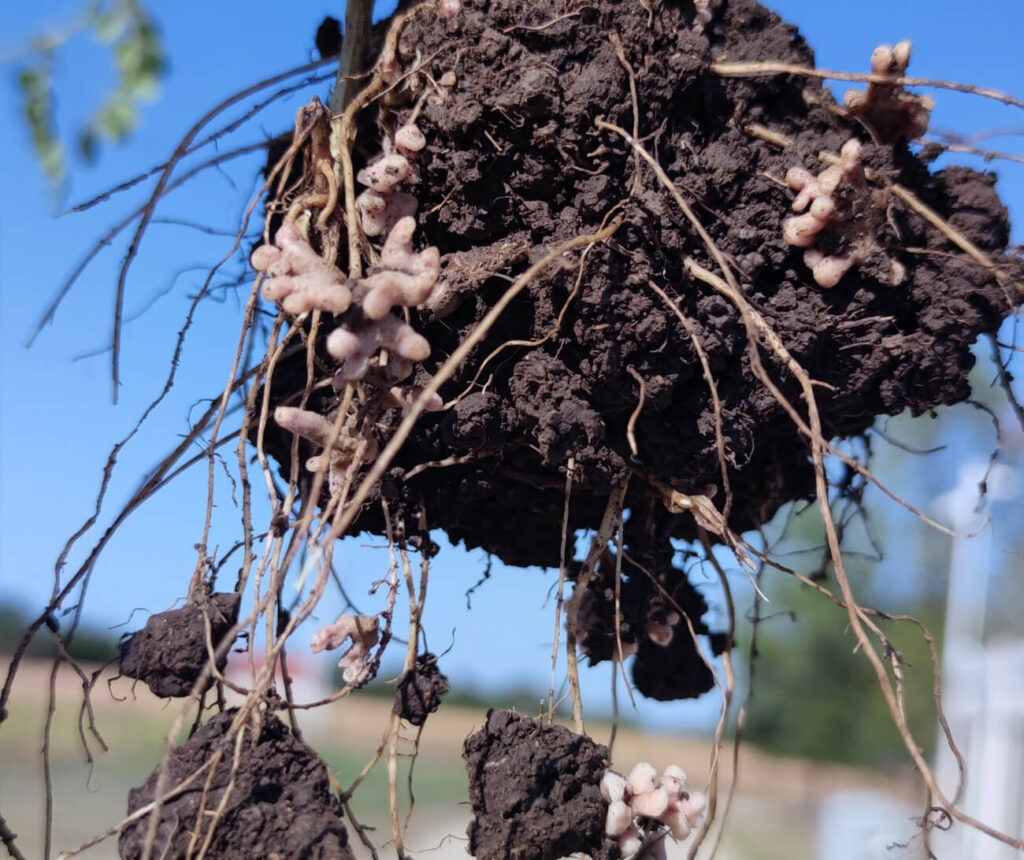 The Science and Success of Chickpea Inoculation