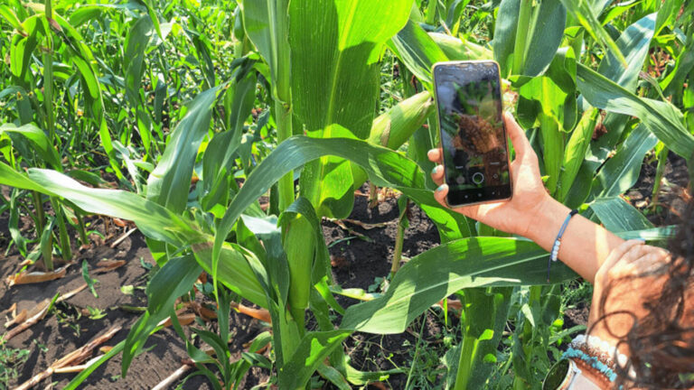 The Scouting Module: A Tool for Improved Crop Management