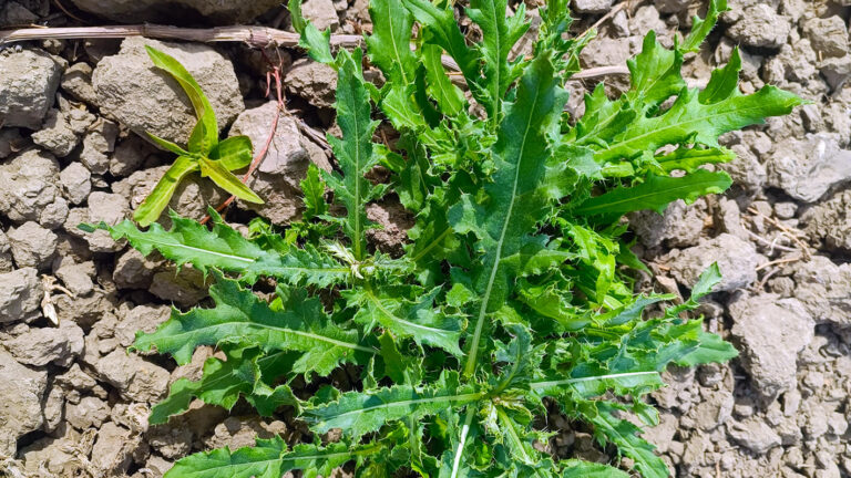 Our Mechanical Solution for Canada Thistle Management in Organic Farming