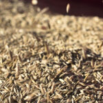 organic oat seeds