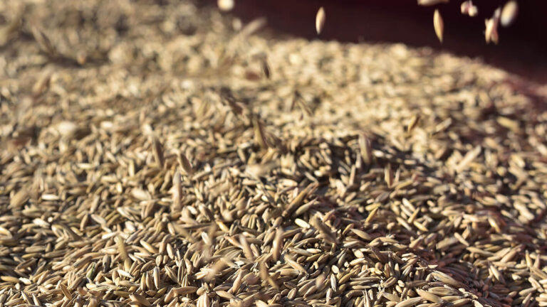 Mastering Organic Seed Production for Better Crops