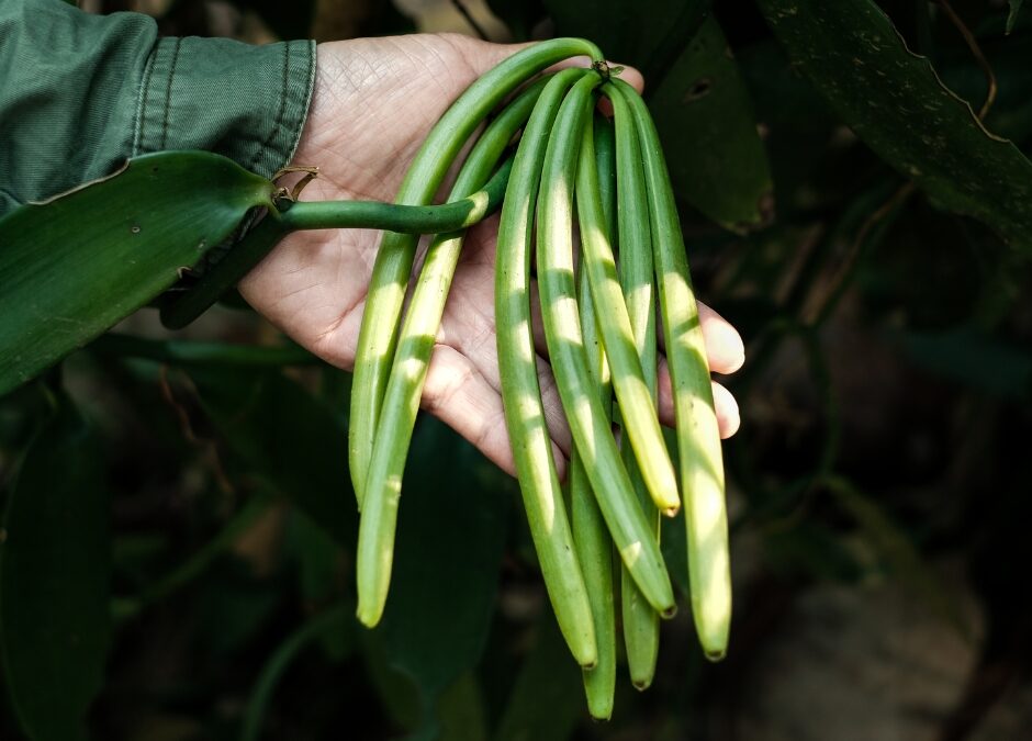 vanilla pods
