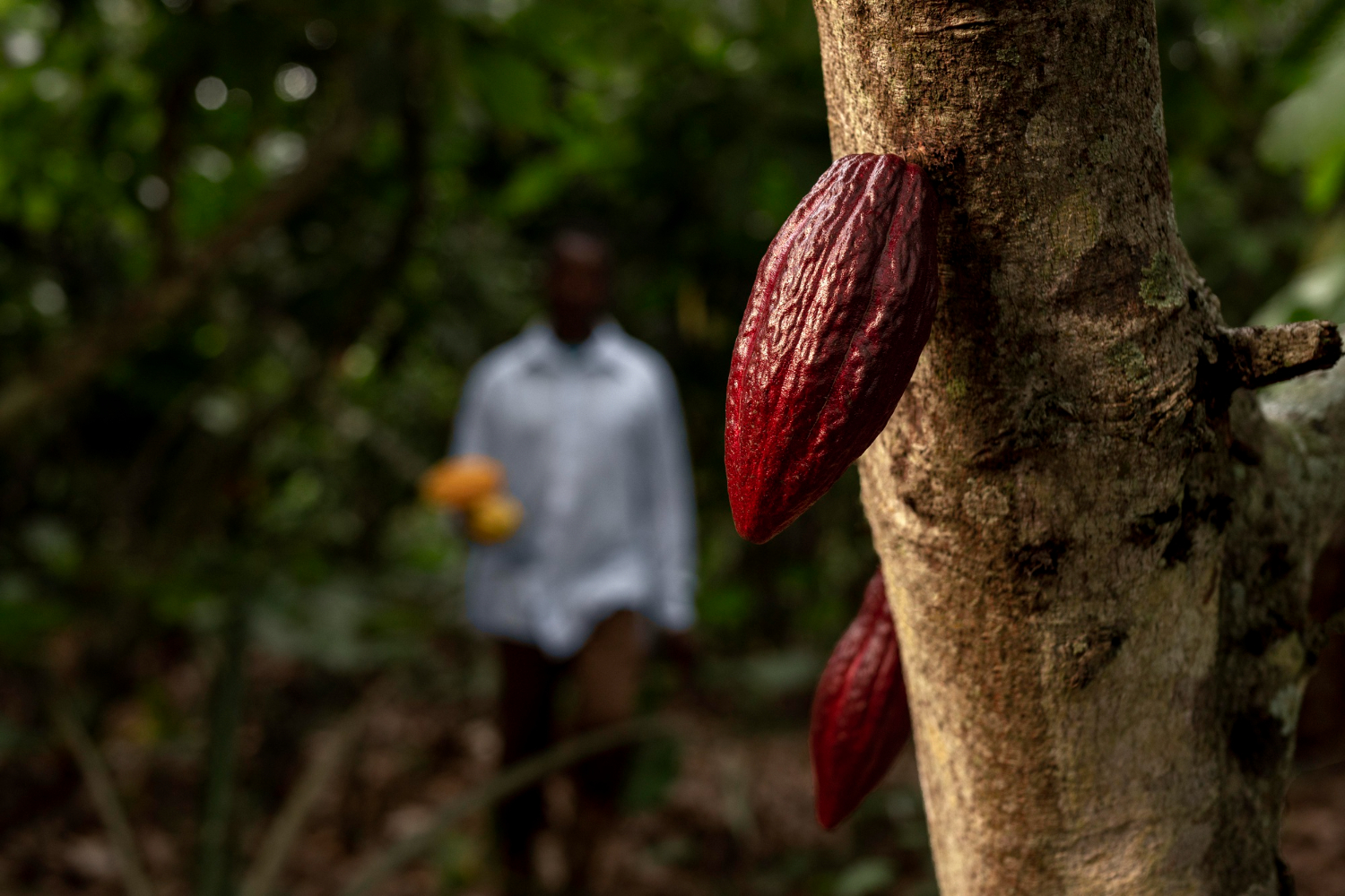 cocoa plant