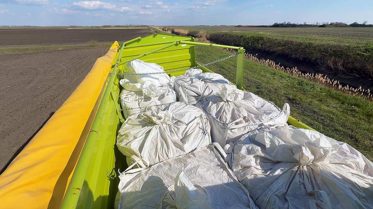 sowing organic chickpeas