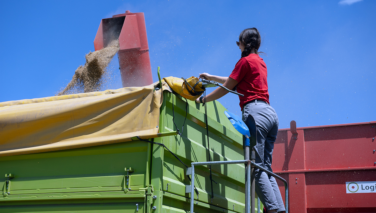 harvesting organic crops