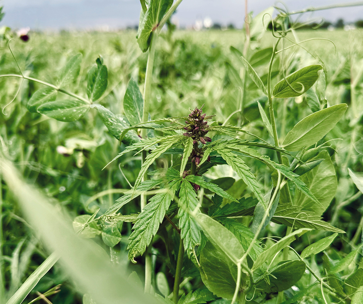hemp plant