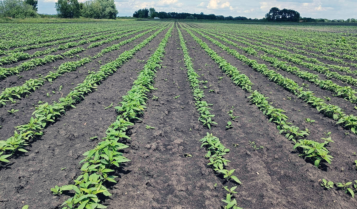 logineko hemp field