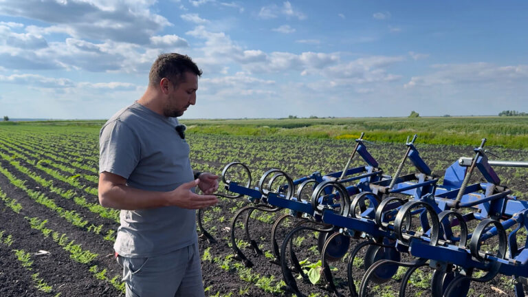 How We Tackle Weeds in Organic Chickpeas