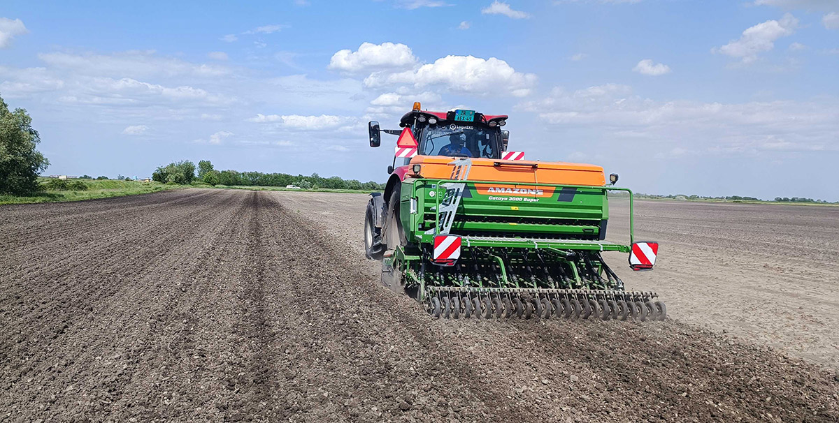 organic hemp sowing