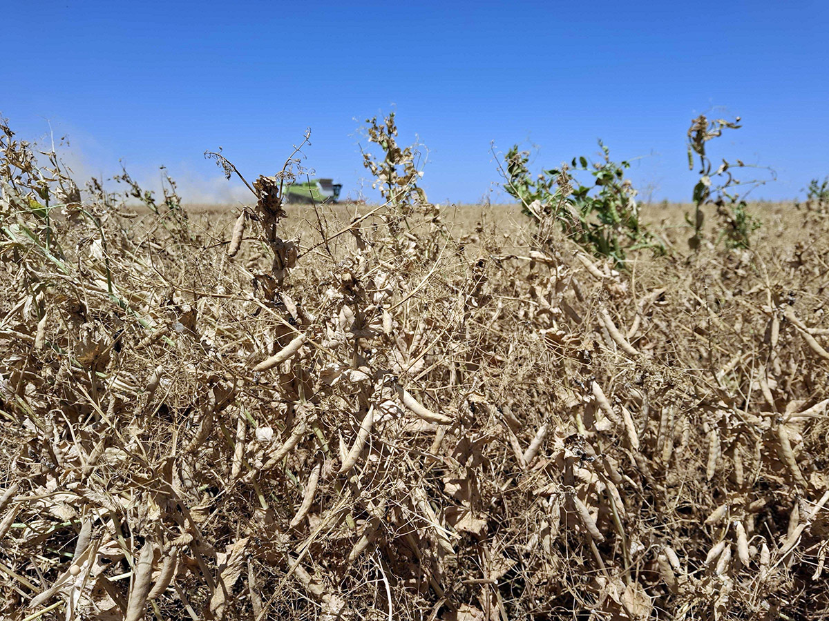 ripen organic peas logineko