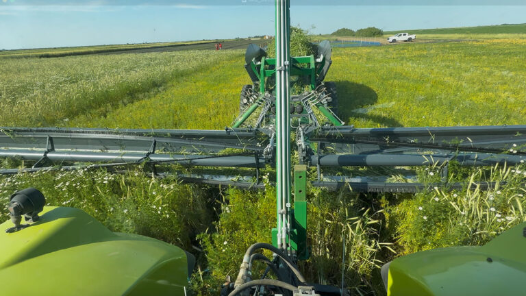 How We Handle Late Weeds in Organic Flax