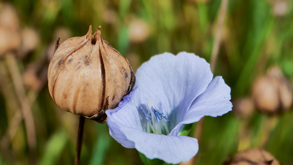 organic flax