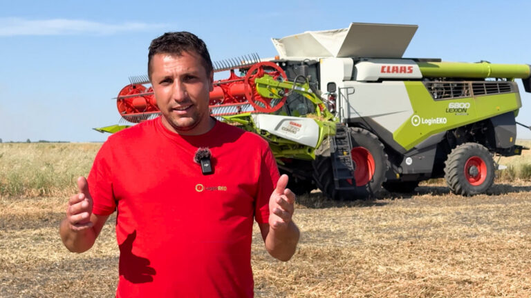 How to Harvest Peas for Quality and Yield