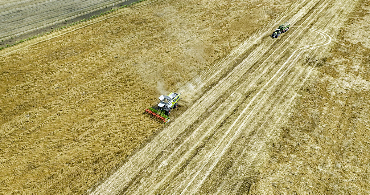  logineko oat harvest