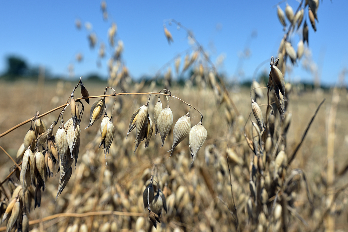 logineko oats