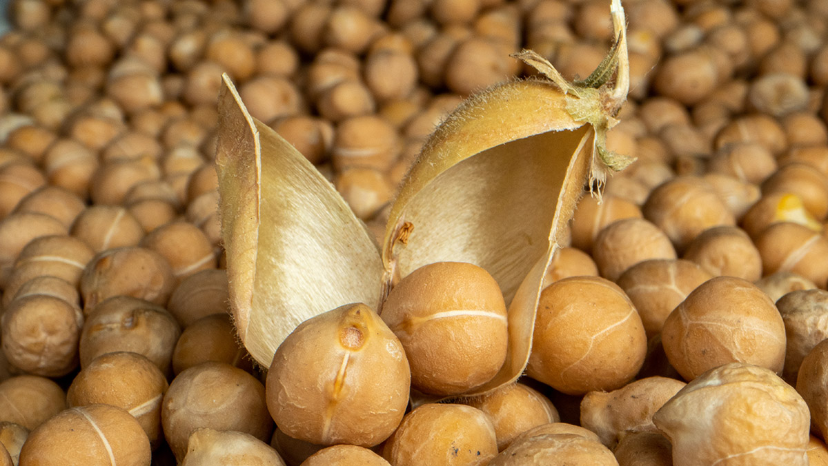 organic chickpeas