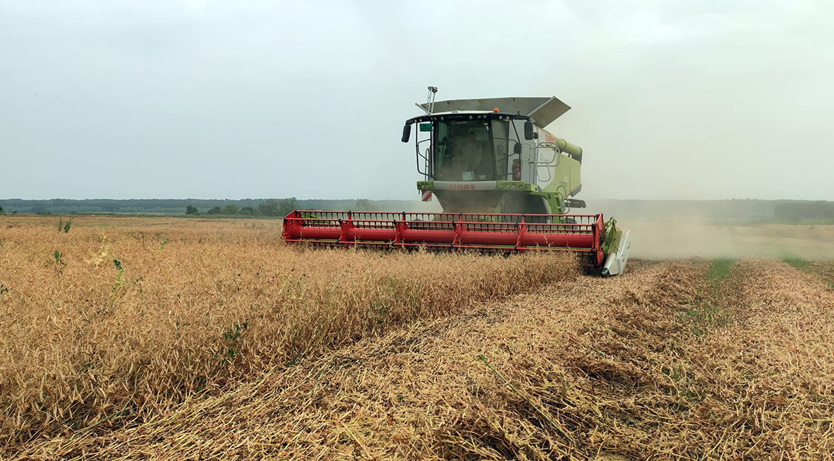 logineko pea harvest
