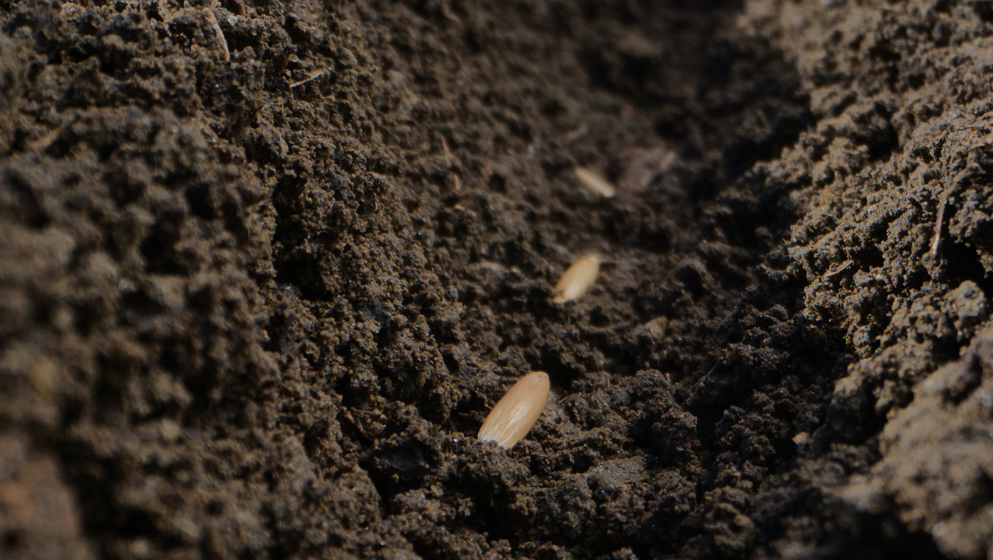 oats sowing logineko