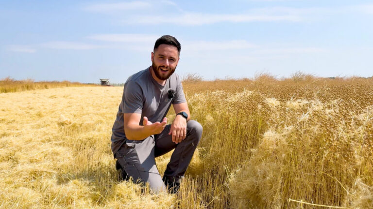 How to Harvest Organic Flax: Risks, Setups, and Lessons Learned