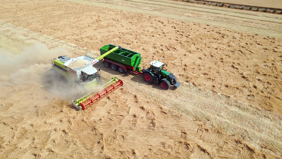 harvesting oats at logineko