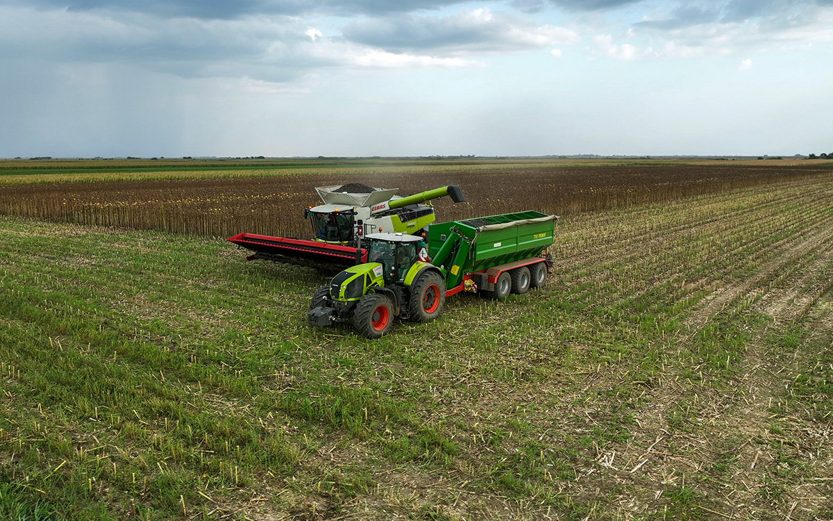 sunflower harvest al logineko