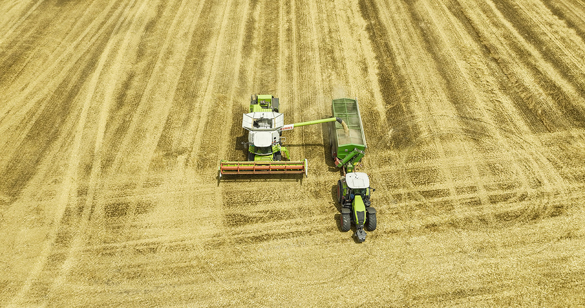 harvest of organic oats