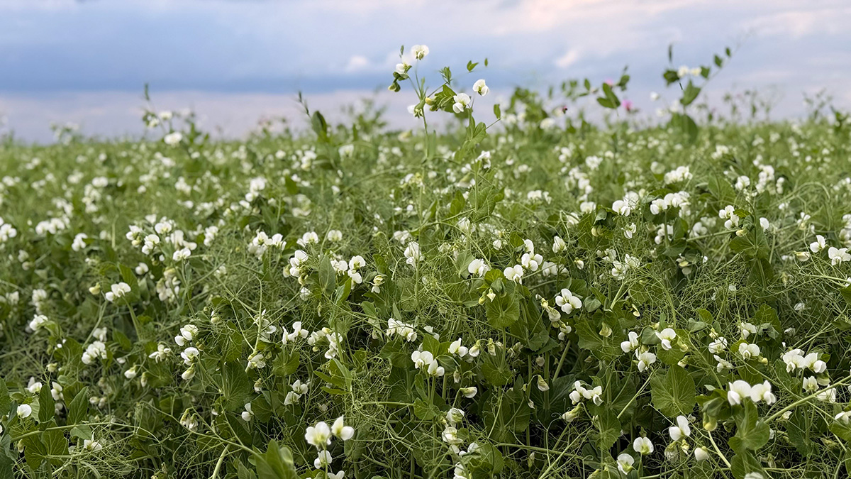 organic peas providing plant-based nitrogen
