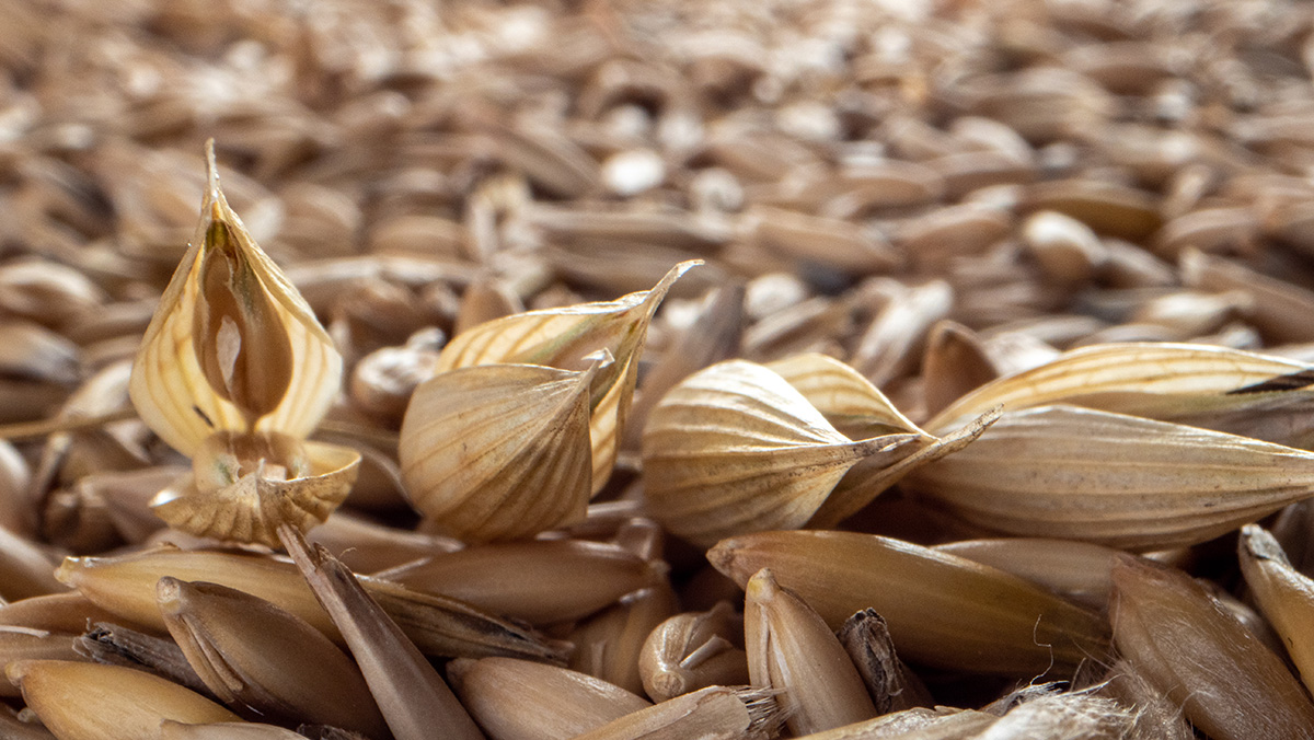 logineko glutenfree organic oats