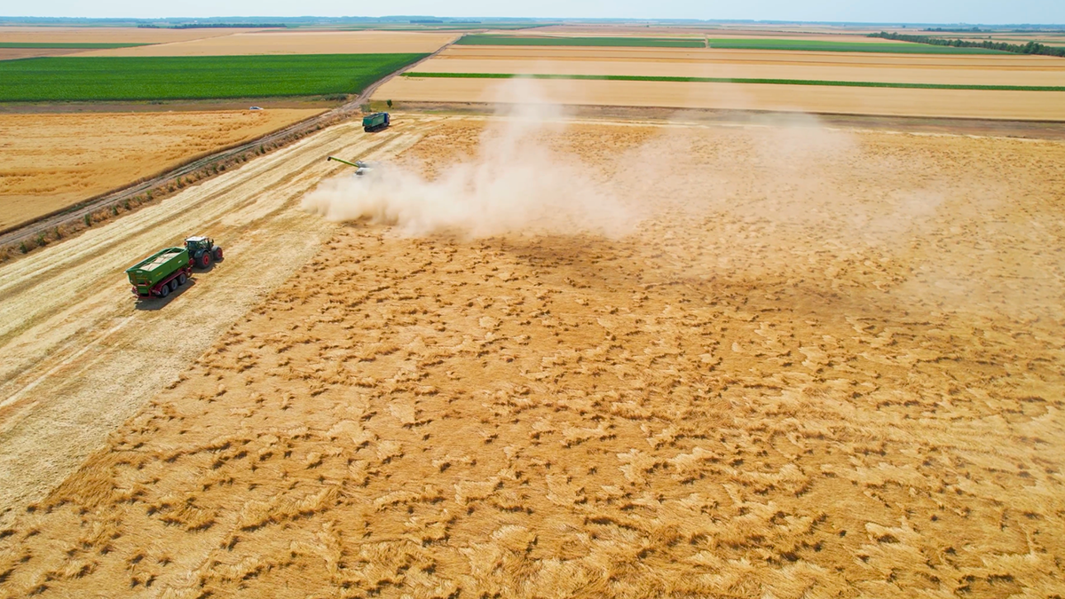 combine harvesting lodged oats organic field