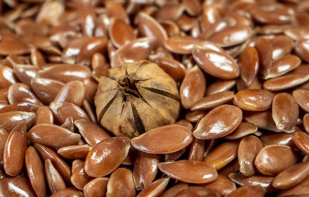 food grade grain quality parameters logineko