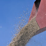 organic oat harvest yield logineko