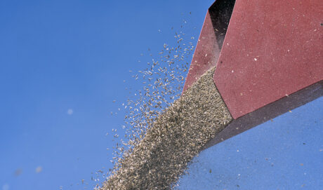 organic oat harvest yield logineko