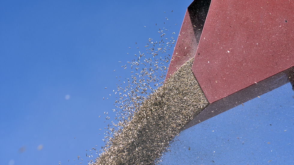 organic oat harvest yield logineko