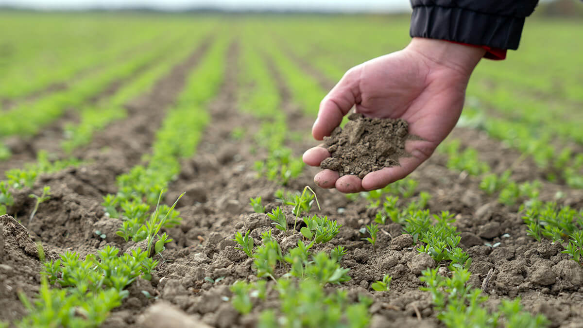 organic oat harvest yield logineko
