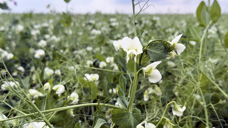 Food Security and the Fertiliser Shortage