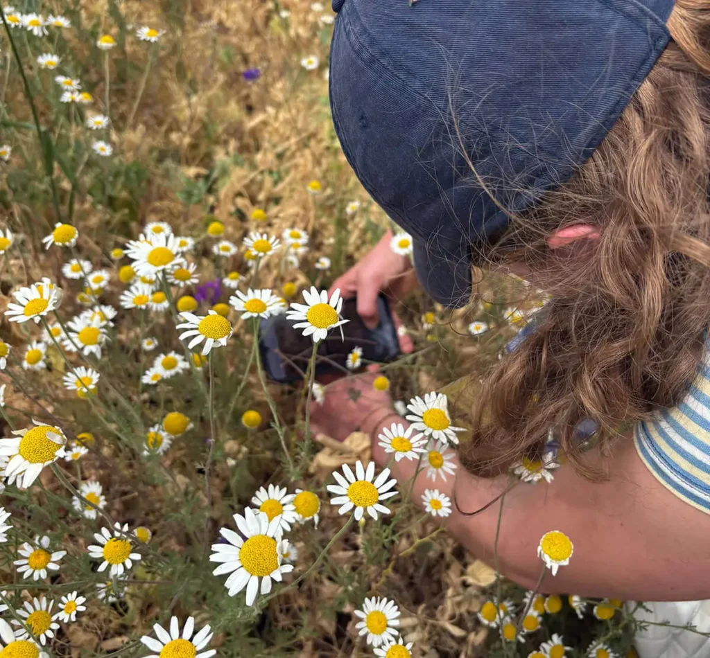 Participant crouched among flowering plants in a winter pea trial, recording a scouting observation on a phone at LoginEKO
