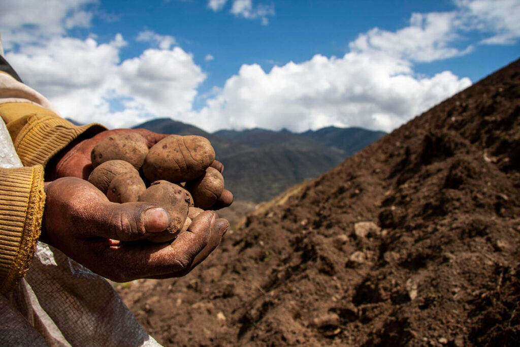 Farmer's hands holding freshly harvested potatoes on a hillside field in the Peruvian Andes, with mountains in the background