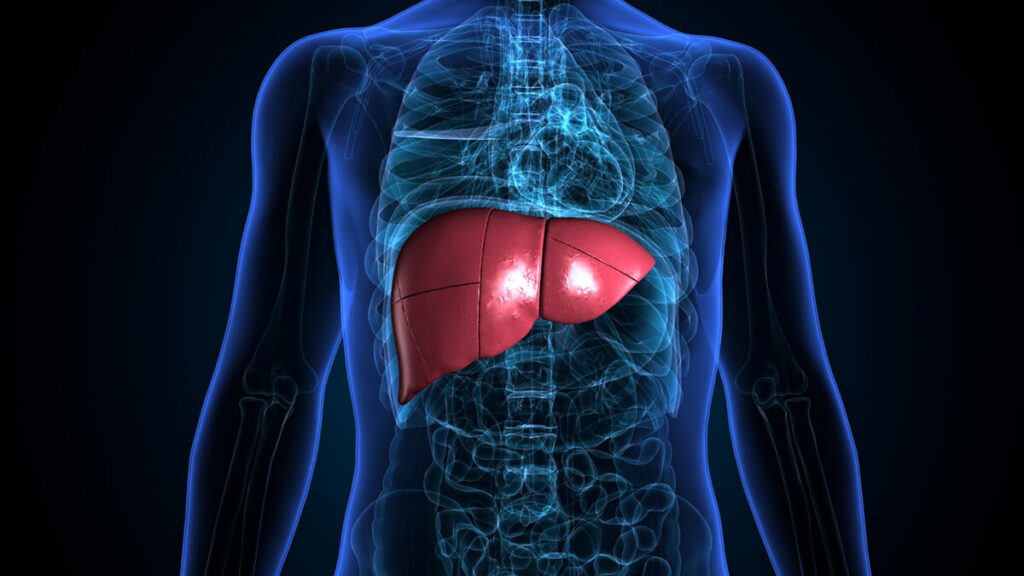 3D medical illustration of the human liver highlighted within a translucent body outline