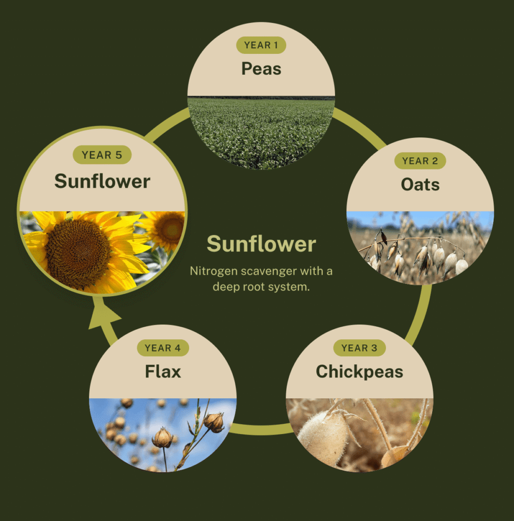 Diagram of LoginEKO’s five-year crop rotation, with sunflower grown fifth and last.