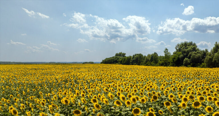 How do you grow organic sunflower at commercial scale without synthetic pesticides, synthetic fertilisers or manure?