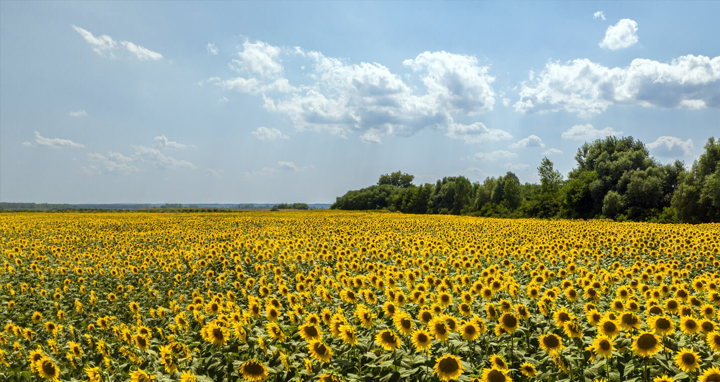 How do you grow organic sunflower at commercial scale without synthetic pesticides, synthetic fertilisers or manure?